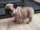 Ultimo cachorrito!!! Preciosa camada bulldog frances - Foto 1