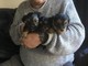 Yorkshire Terrier Puppies para su aprobación - Foto 1