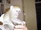 1 monos capuchinos muy interesantes