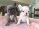 Adorables cachorros de bulldog francés para su aprobación