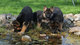 Adorables cachorros pastor aleman listo regalo - Foto 1