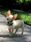 .AKC Chihuahua Puppies para Adopción - Foto 1