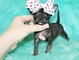 ..AKC Chihuahua Puppies para Adopción - Foto 1