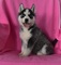 Alaska malamute ​​​​​hermosos cachorros de alaska malamute - Foto 1