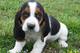 Basset hound, increíble camada. Mis cachorros son inteligentes - Foto 1
