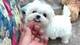 Bichon maltes mini toy para adopcion