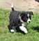 Border collie en adopcion - Foto 1