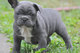 Bulldog Americano para adopcion libre - Foto 1