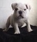 Bulldog Inglés adorable preciosos en navidad - Foto 1