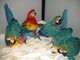 Buscando emparejar el varón amarillo Cockatoo del paraguas w feme - Foto 1