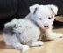 Cachorros azules magníficos del border collie de merle para la ad