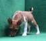 Cachorros basenji en adopcion