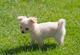 Cachorros chihuahua para la adopción libre - Foto 1