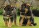 Cachorros de calidad machos pastor alemán para la adopción libre