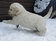 Cachorros de golden retriever bella