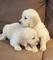 Cachorros de Golden Retriever registrados para adopción - Foto 1