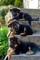 Cachorros de pastor alemán para la adopción libre 1 - Foto 1