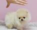 Cachorros dulce juguete spitz pomeranianan g