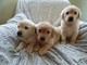 Cachorros golden retriever