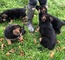 Cachorros pastor alemán para adopción