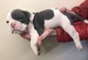 Cachorros Pitbull Americano en adopcion - Foto 1