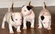 Camada bull terrier miniatura son cariñosos y muy buenos