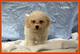 Camadas de cachorros disponibles. centro profesional,