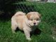 Chow chow cachorros