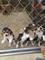 Disponible camada de beagle talla pequeña, cachorros - Foto 1