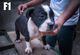 Disponibles hijos blues de Bully Montana con un registro espectac - Foto 1