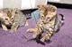 Dos t.i.c.a registrados gatitos de bengala