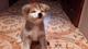 Dulce adorable preciosos cachorros de pascua - Foto 1