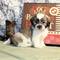 Espectaculares cachorrillos de Bichon Frise - Foto 1