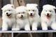 Espectaculares cachorritos de samoyedo