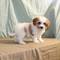 Frise de cachorros en venta a partir de los dos meses de edad