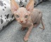 Gatitos sphynx para adopcion Sólo dos bebés varones - Foto 1