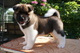 Gratis akita cachorros listo - Foto 1