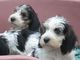 Gratis basset griffon vendeen cachorros