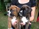 Gratis Boxer cachorros disponibles - Foto 1