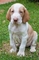 Gratis bracco italiano cachorros - Foto 1