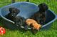 Gratis briard cachorros - Foto 1