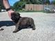 Gratis bullmastiff perritos - Foto 1