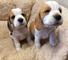 Gratis cachorros beagle