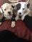 Gratis cachorros de bulldog americano