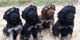 Gratis cachorros de perro pastor portugués - Foto 1