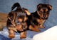 Gratis cachorros de terrier australiano