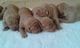Gratis cachorros vizsla húngaros