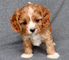 Gratis cavapoo cachorros listo