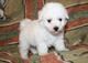 Gratis Gratis bichon frise cachorros - Foto 1