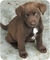 Gratis gratis chesapeake bay retriever perros